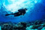 A scuba diver swims through a vibrant underwater scene, surrounded by a school of fish. Bright blue water illuminates coral formations and marine life, creating a serene and colorful environment.